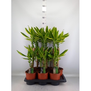 Dracaena frag. 'Golden Coast'