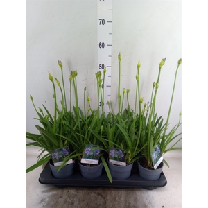 Agapanthus  'Charlotte'