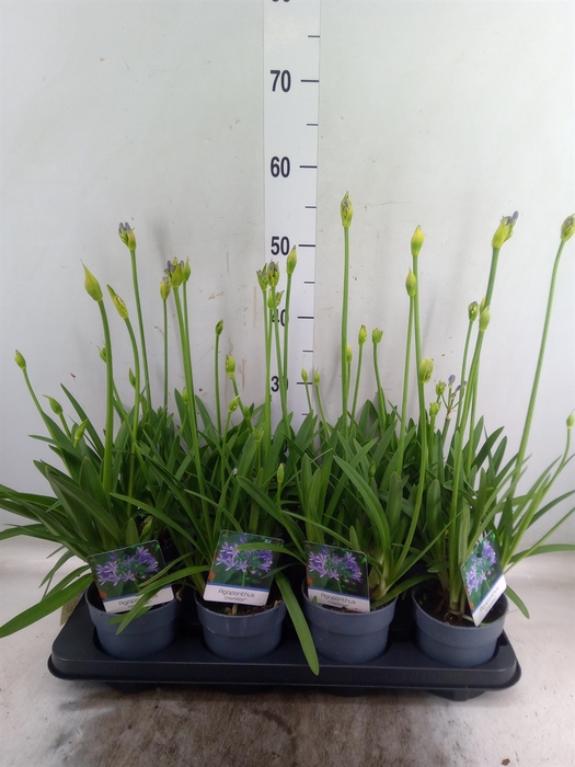 <h4>Agapanthus  'Charlotte'</h4>