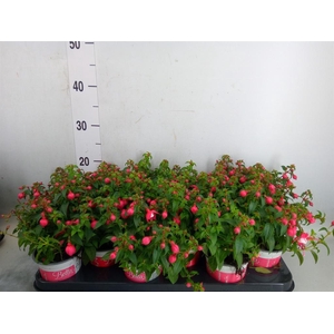 Fuchsia  'Bella Fuchsia Evita'