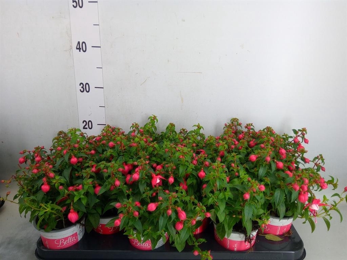 <h4>Fuchsia  'Bella Fuchsia Evita'</h4>