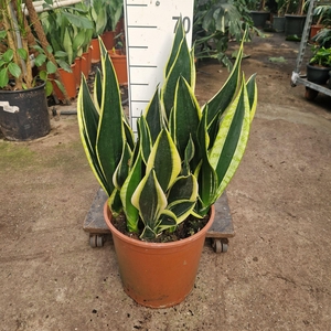 Sansevieria trifa. 'Black Gold'