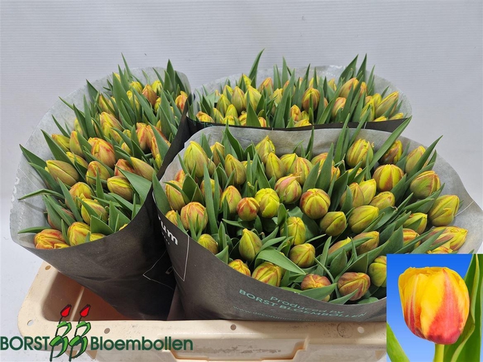 <h4>Tu Du Belo Horizonte</h4>