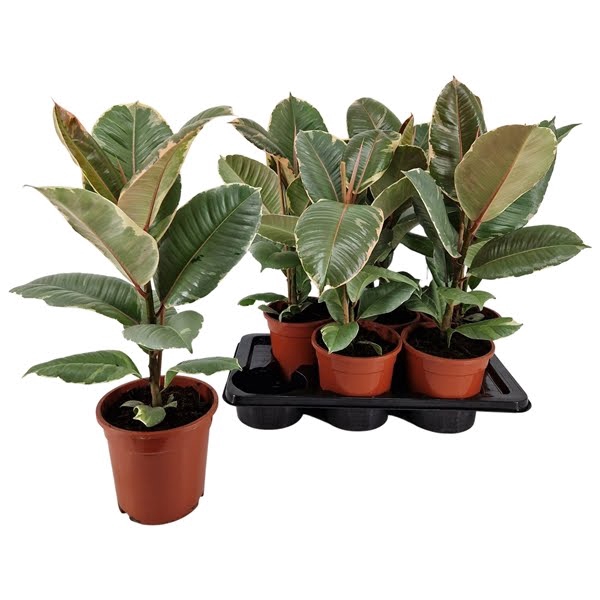 <h4>Ficus elastica 'Tineke' 17 cm</h4>