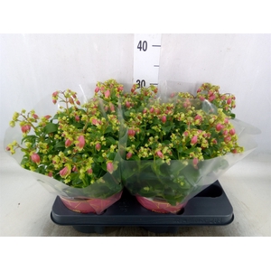 Kalanchoe HG 'Dream Bells'