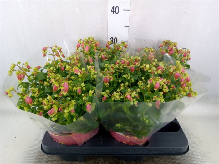 <h4>Kalanchoe HG 'Dream Bells'</h4>
