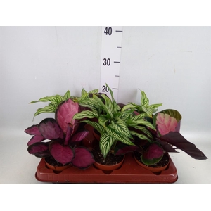 Calathea   ...mix