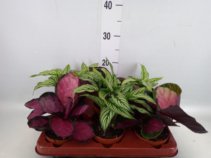 <h4>Calathea   ...mix</h4>