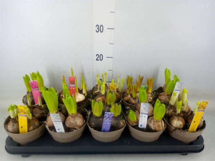 <h4>Bolbloemen   ...mix</h4>