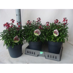 Erysimum  'Fragrant Sunshine'