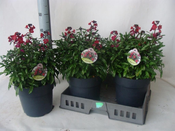 <h4>Erysimum  'Fragrant Sunshine'</h4>