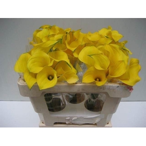 CALLA GOLD MEDAL ZANT GOLD MEDAL
