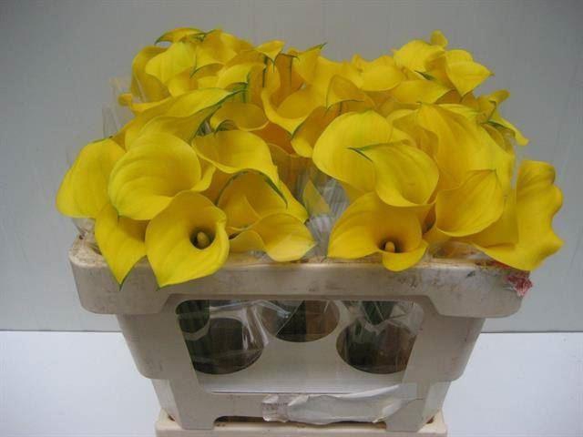 <h4>CALLA GOLD MEDAL ZANT GOLD MEDAL</h4>