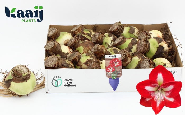 <h4>Bloembol Hippeastrum</h4>