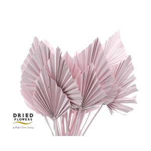 Dried Palm Spear Small Light Pink