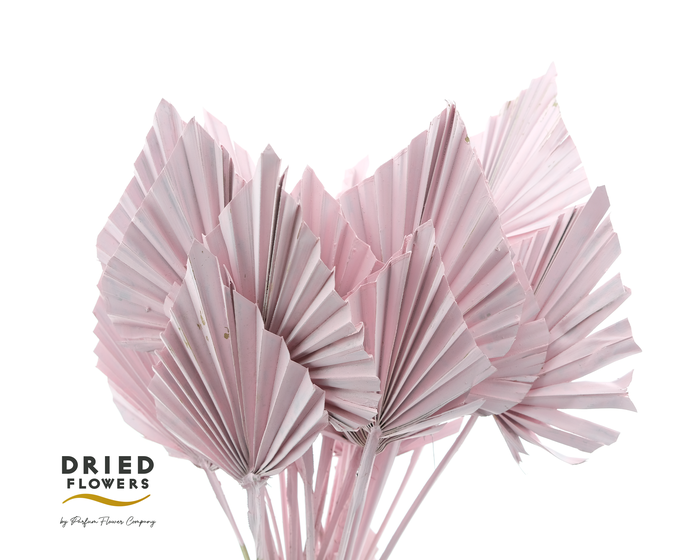 Dried Palm Spear Small Light Pink