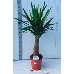 Yucca 24cm Pot 110cm