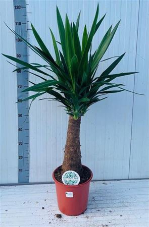 <h4>Yucca 24cm Pot 110cm</h4>