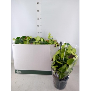 Aeschynanthus  'Mona Lisa'