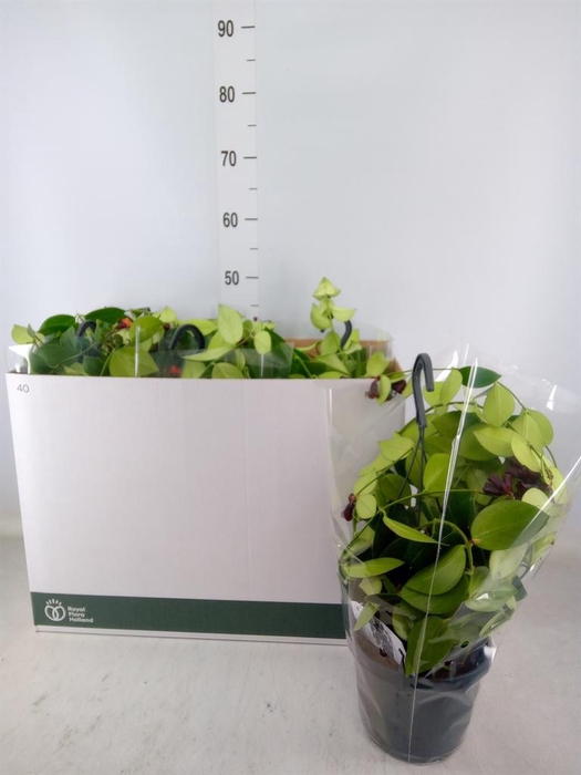 <h4>Aeschynanthus  'Mona Lisa'</h4>