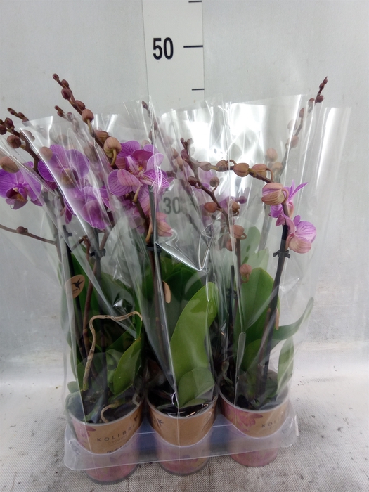 <h4>Phalaenopsis multi. 'Ant Hamburg'</h4>