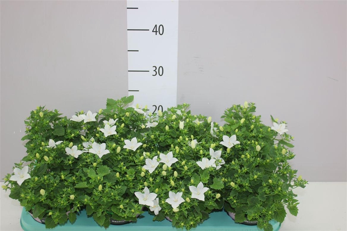 <h4>Campanula Atlanta</h4>