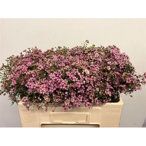 CHAME UN JUPITER SOL