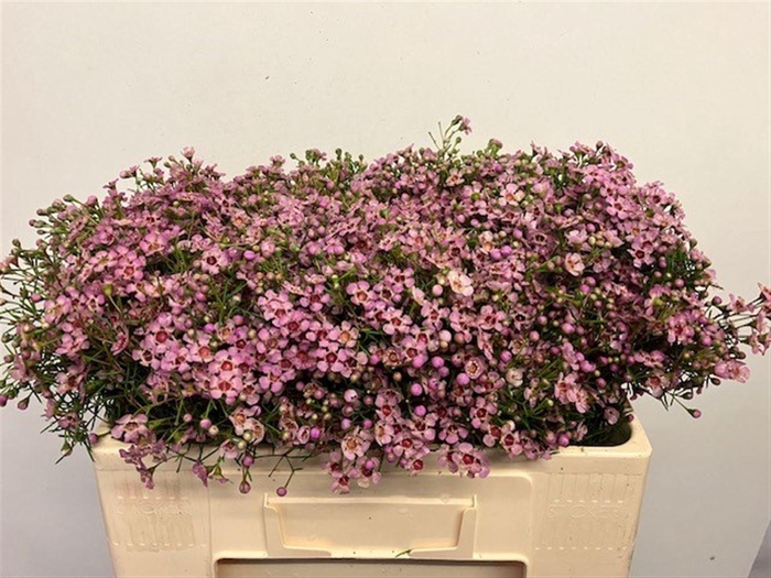 <h4>CHAME UN JUPITER SOL</h4>