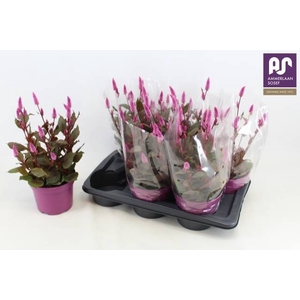 CEL WILD PINK