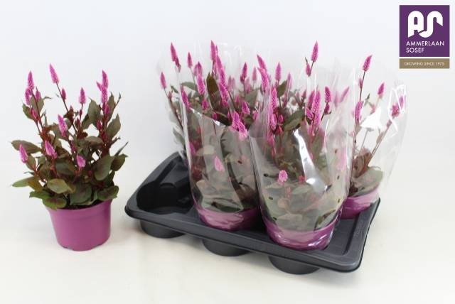 <h4>CEL WILD PINK</h4>