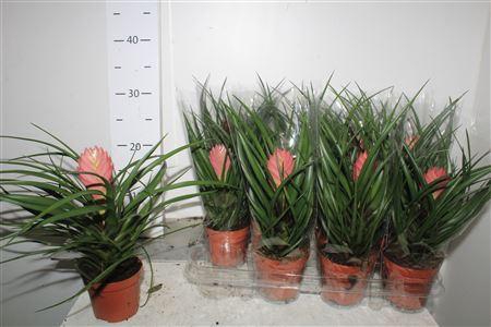 <h4>Till Cyanea</h4>