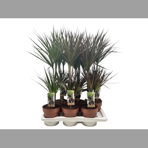Dracaena   ...mix