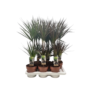 Dracaena   ...mix