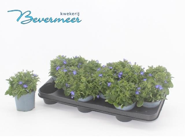 <h4>LOBE ER SW SP BLUE</h4>