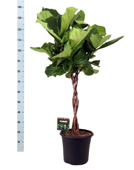 Ficus lyrata