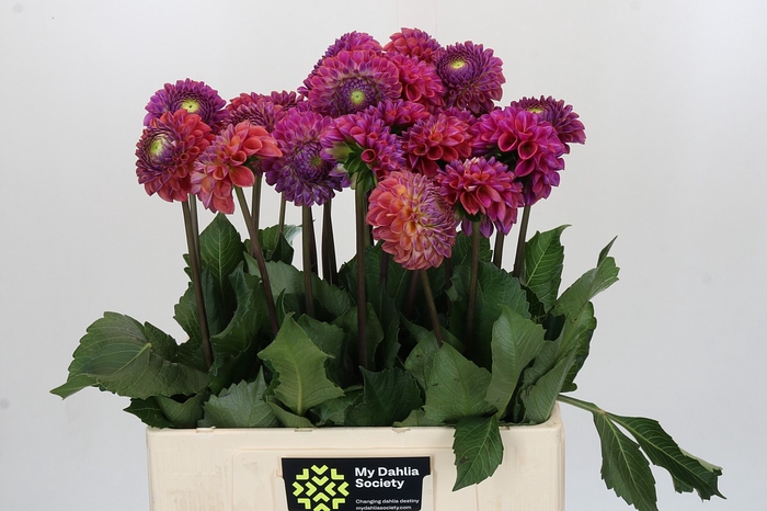 Dahlia Caitlin's Joy