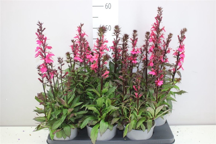 <h4>Lobelia Fan Cinnabar Pink</h4>