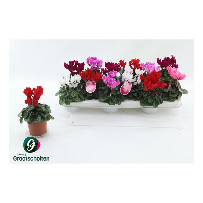 <h4>CYCL KL SUP VERANO</h4>