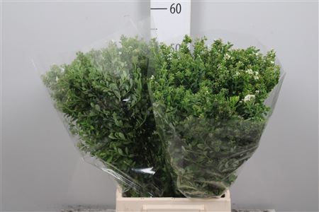 <h4>Spir Nip Snowmound</h4>