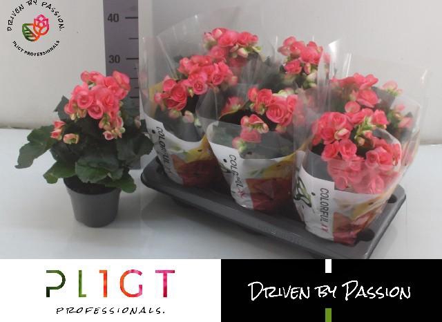 <h4>Beg Hl Adonia Pink</h4>