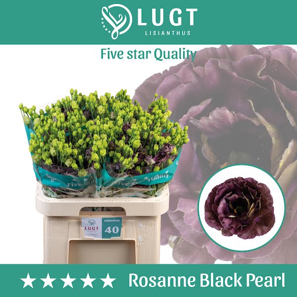 <h4>Eust Rosanne Black Pearl</h4>