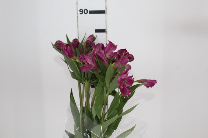 <h4>ALSTROEMERIA REAL 080 CM</h4>