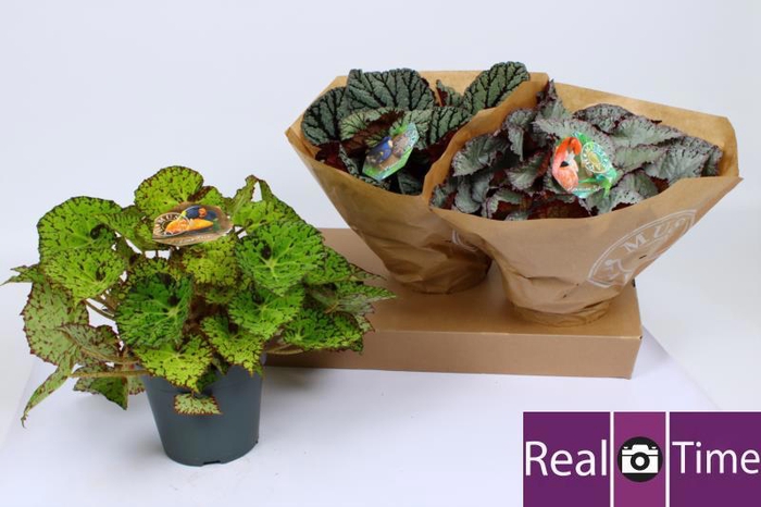 <h4>BEG BEL GEM</h4>