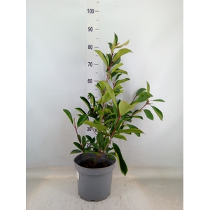 Photinia fraseri 'Red Robin'