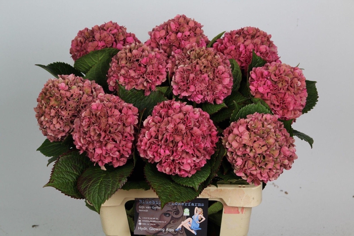 <h4>HYDR M GLOW ALPS CL</h4>