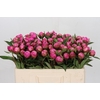 Paeonia Dr A Fleming