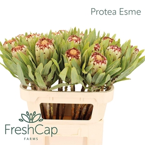 PROTEA MAG NIOBE