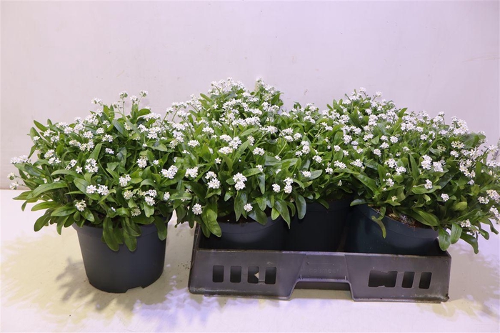 <h4>Myos Sy Laura White</h4>