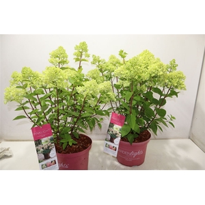 arr8 Hydr Paniculata