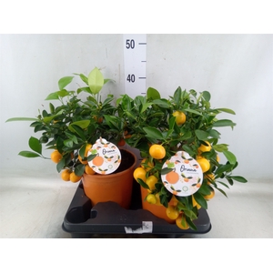 Citrofortunella microcarpa